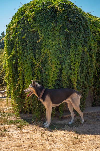 Pension canine Carentoir