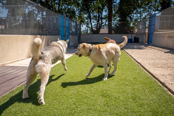 Garderie d'animaux Carentoir