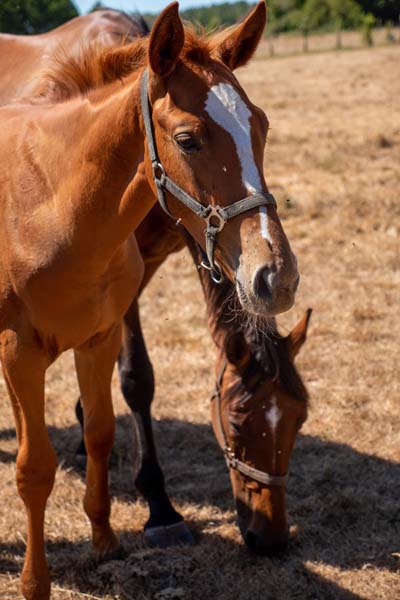 Garderie d'animaux Carentoir