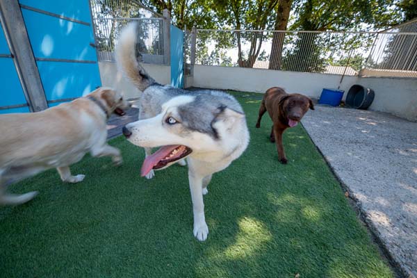 Pension canine Carentoir