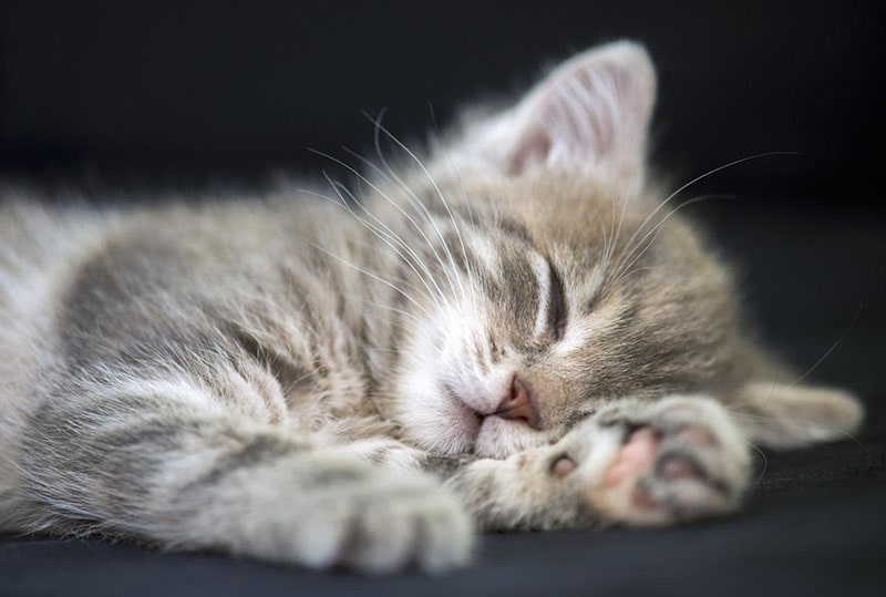 Pension pour chats Vannes Rennes